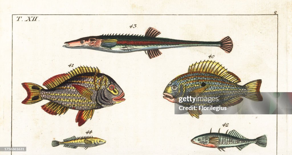 Western Atlantic seabream, porkfish and sticklebacks