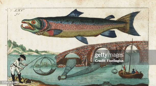 Silver or Atlantic salmon, Salmo salar, male, and methods of catching salmon with nets under a bridge. Handcolored copperplate engraving after Jacob...