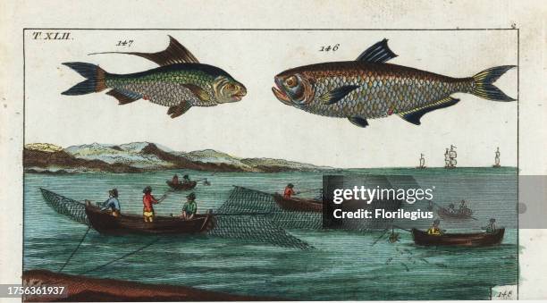 Malabar thryssa, Thryssa malabarica 146, Bloch's gizzard shad, Nematalosa nasus 147, French fishermen fishing for sardines and anchovies using lamps...