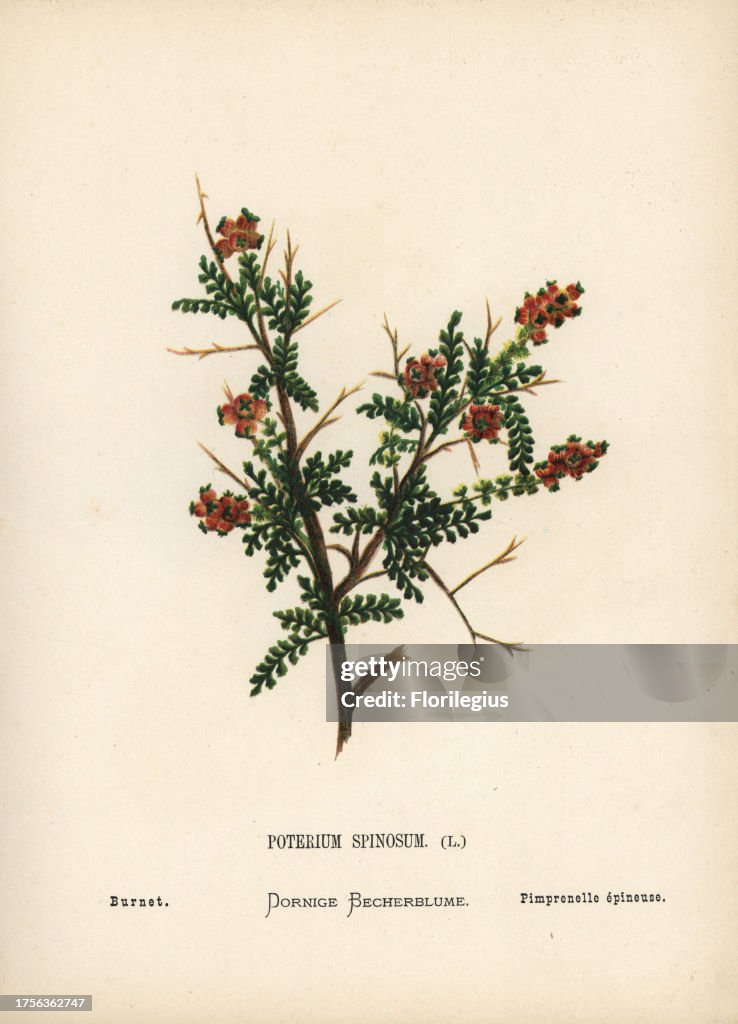 Thorny burnet from Zeller's 'Wild Flowers of the Holy Land,' 1876