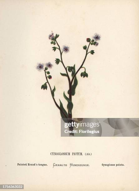 Painted hound's tongue, Cynoglossum creticum Mill. Chromolithograph of a botanical illustration by Hannah Zeller from her own Wild Flowers of the...