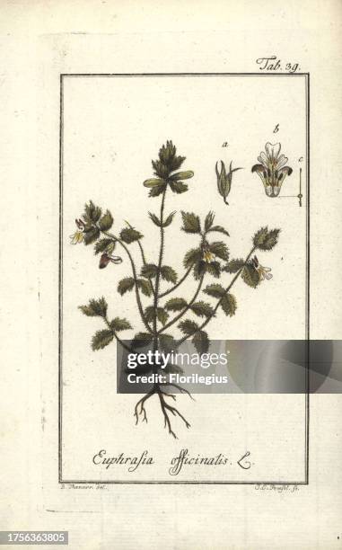 Eyebright, Euphrasia officinalis. Handcoloured copperplate engraving by J.C. Pemsel from a drawing by B. Thanner from Johannes Zorn's 'Icones...