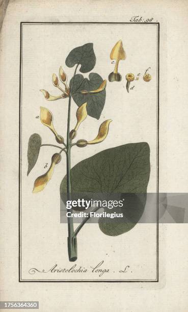 Long aristolochia or sarrasine, Aristolochia longa. Handcoloured copperplate engraving from Johannes Zorn's 'Icones plantarum medicinalium,' Germany,...
