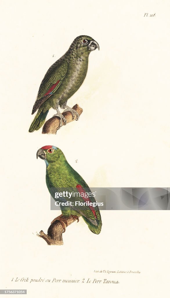 Mealy amazon, Amazona farinosa, and festive amazon, Amazona festiva. Handcoloured lithograph from Th. Lejeune's Complete Works of Buffon, Oeuvres Completes de Buffon, Brussels, 1837