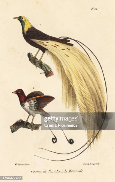 Emperor bird-of-paradise, Paradisaea guilielm, and king bird-of-paradise, Cicinnurus regius. Handcoloured lithograph by Burggraaff after Jean...