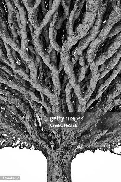 dragon blood tree - dragon tree stock pictures, royalty-free photos & images