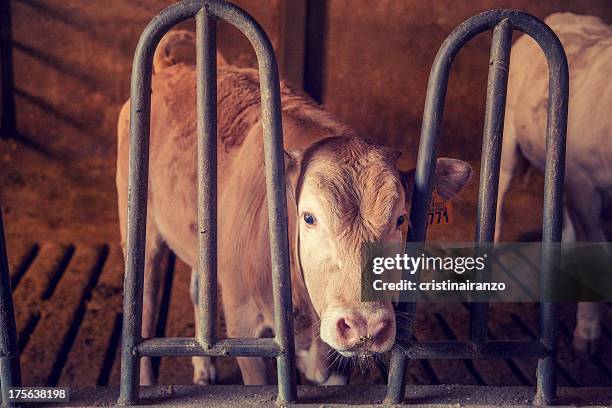 vaca en una granja - animales granja stock pictures, royalty-free photos & images