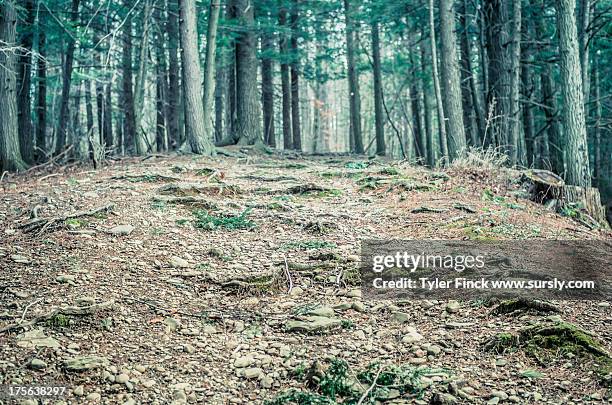 hilly forest path - sursly stock-fotos und bilder