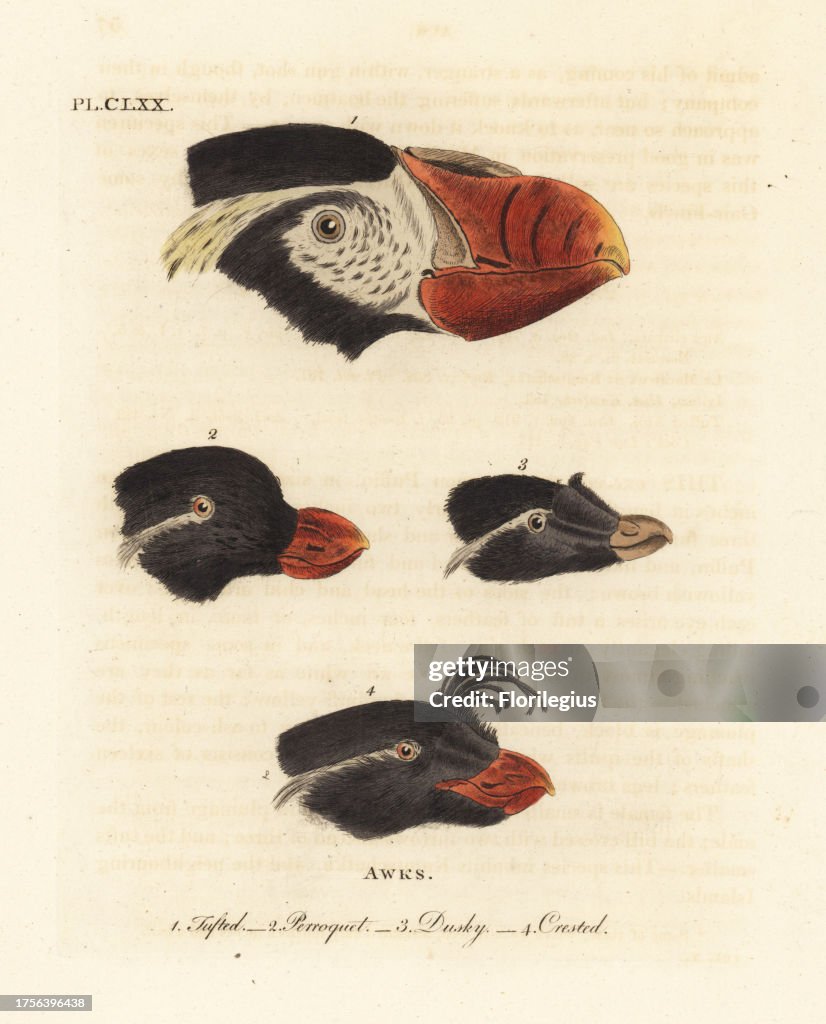 Heads of tufted puffin, parakeet auklet and crested auklets