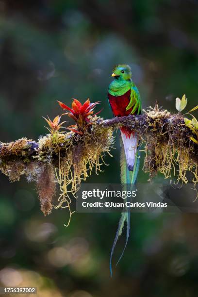 resplendent quetzal (pharomachrus mocinno) male - costa rica stock pictures, royalty-free photos & images