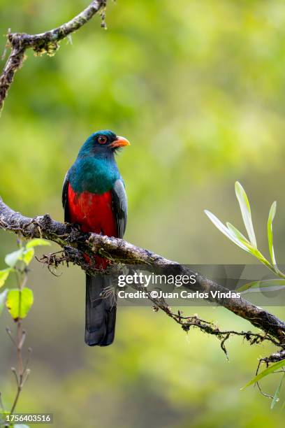 slaty-tailed trogon - trogon stock pictures, royalty-free photos & images