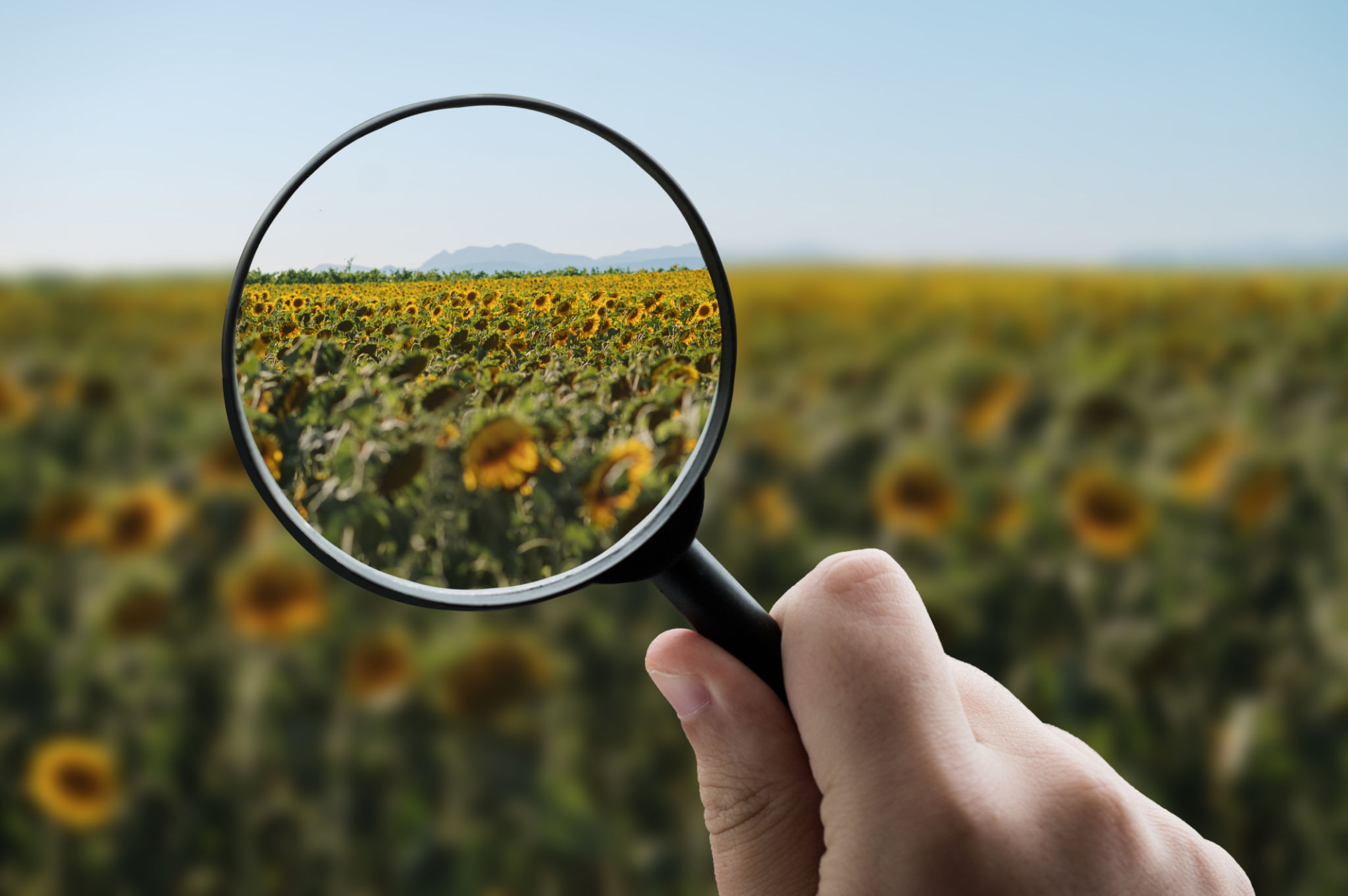 organic search