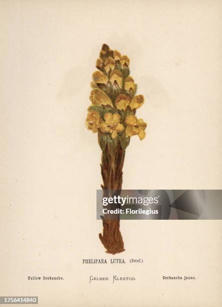 Yellow orobanche, Cistanche phelypaea, rare broomrape. Chromolithograph of a botanical illustration by Hannah Zeller from her own Wild Flowers of the...