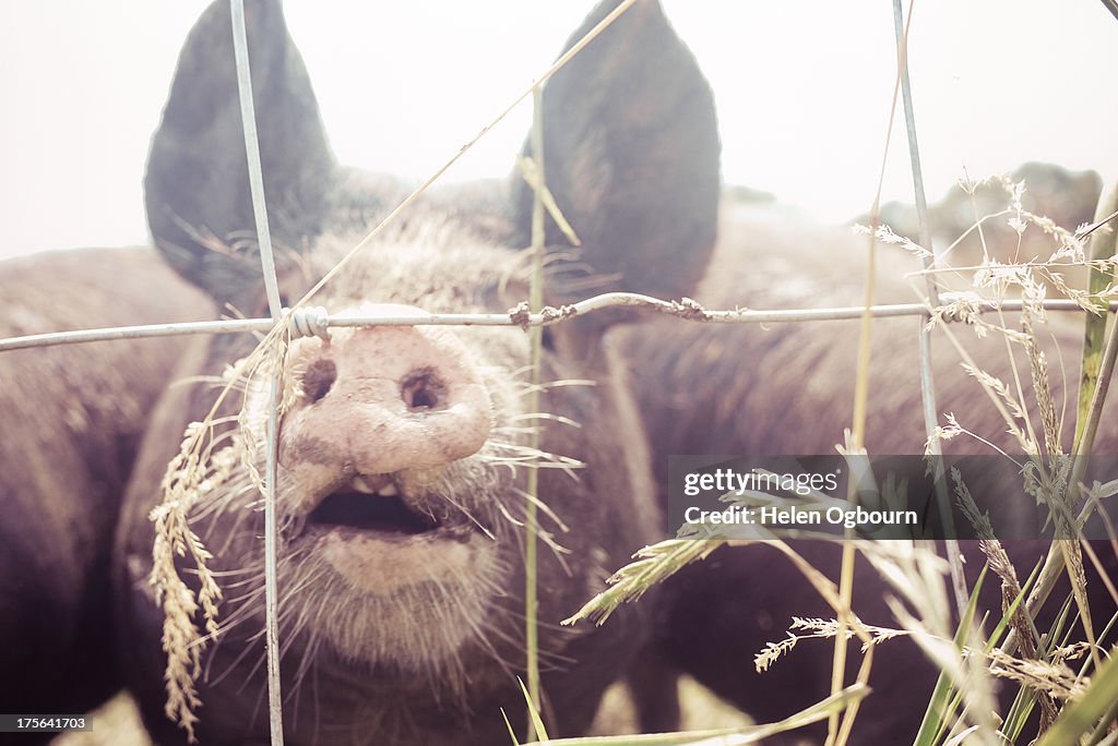 Pig at fence pointing snout towards camera