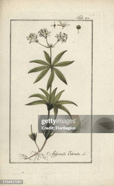 Sweet woodruff, Galium odoratum. Handcoloured copperplate engraving from Johannes Zorn's 'Icones plantarum medicinalium,' Germany, 1796. Zorn was a...