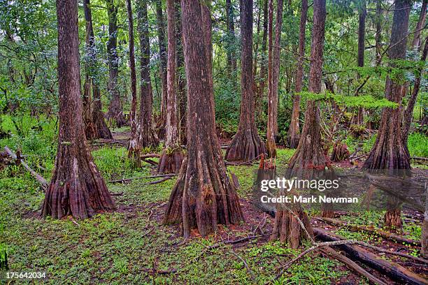 big cypress national preserve - big cypress swamp national preserve stock pictures, royalty-free photos & images