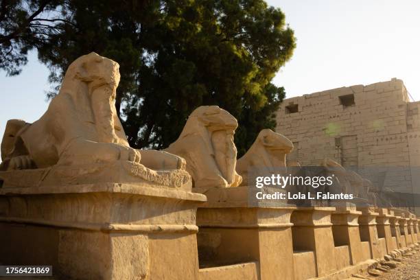 avenue of ram-headed sphinxes - sphinx in karnak temple stock pictures, royalty-free photos & images