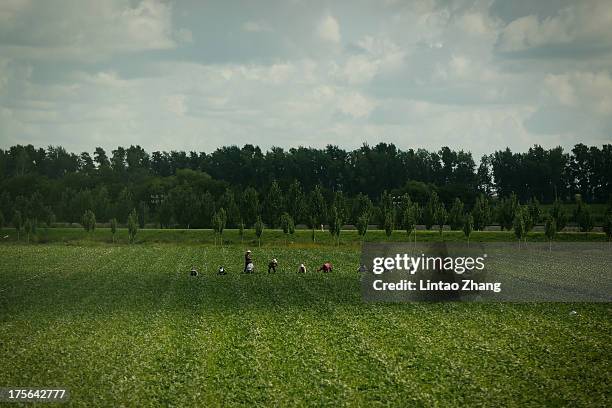 Farmers at work in Jiejinkou Hoche Township on August 2, 2013 in Tongjiang, Heilongjiang Province, China. Jiejinkou Hoche Township is located in the...