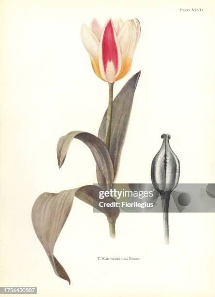 Waterlily tulip, Tulipa kaufmanniana. Silkscreen botanical illustration by Elsie Katherine Dykes from William R. Dykes' Notes on Tulip Species,...