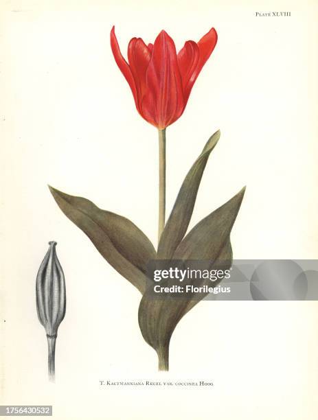 Red waterlily tulip, Tulipa kaufmanniana var. Coccinea. Silkscreen botanical illustration by Elsie Katherine Dykes from William R. Dykes' Notes on...
