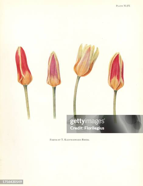 Forms of the waterlily tulip, Tulipa kaufmanniana. Silkscreen botanical illustration by Elsie Katherine Dykes from William R. Dykes' Notes on Tulip...