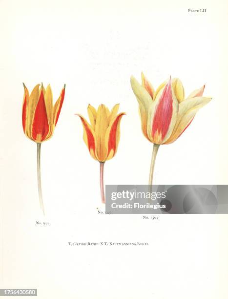 Hybrids of maculate tulip, Tulipa greigii x waterlily tulip, Tulipa kaufmanniana. Silkscreen botanical illustration by Elsie Katherine Dykes from...