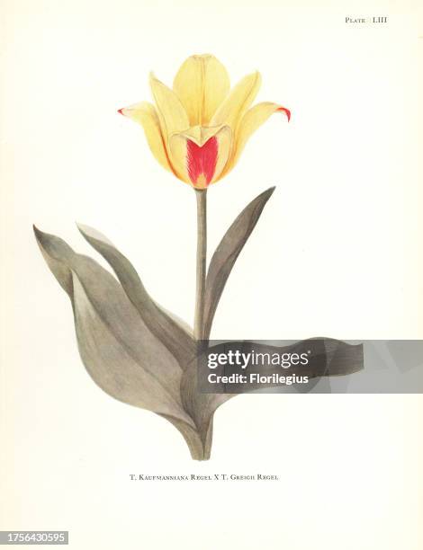 Hybrid of waterlily tulip, Tulipa kaufmanniana x maculate tulip, Tulipa greigii. Silkscreen botanical illustration by Elsie Katherine Dykes from...