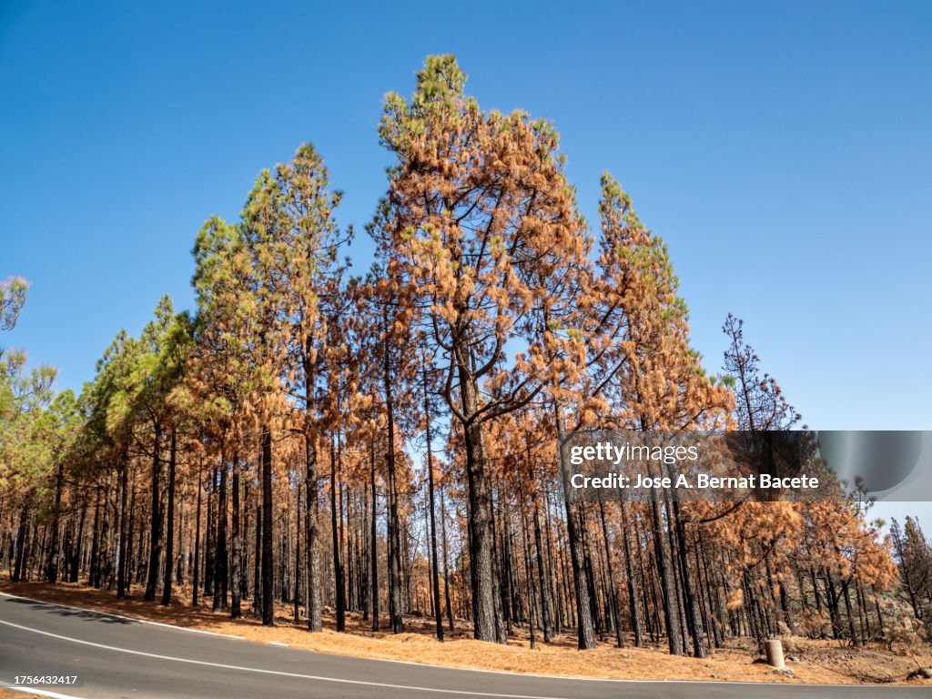 Mountain landscape with a pine forest affected by a forest fire. Canary Islands, Spain.