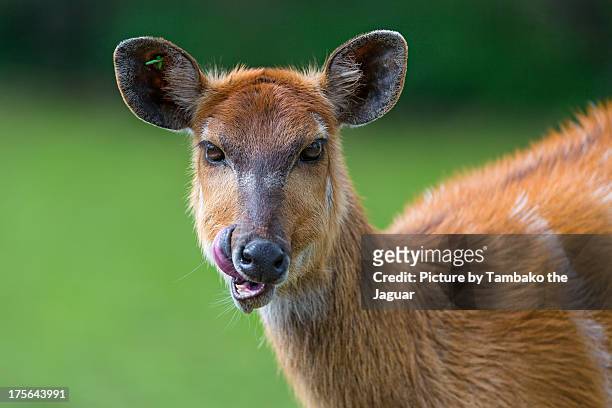 antelope portrait - ボンゴ ストックフォトと画像
