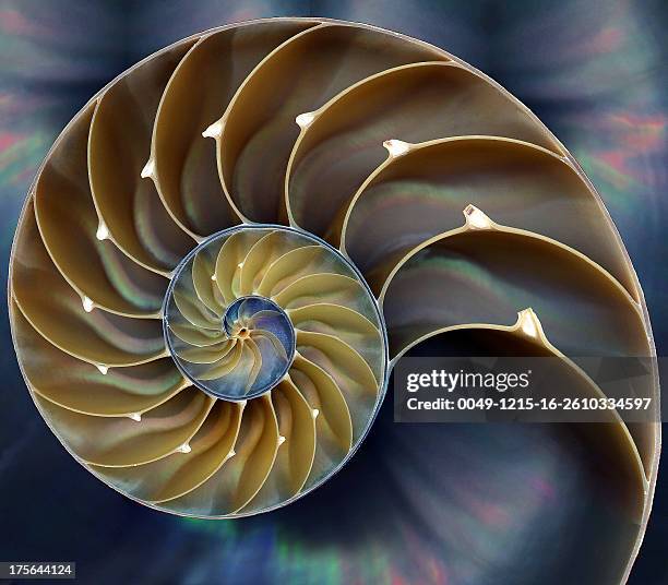nautilus - spiral detail stock pictures, royalty-free photos & images