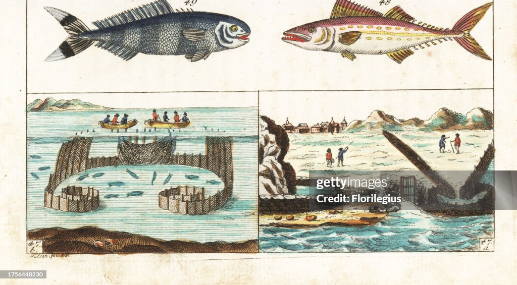 Mackerel fishing methods, pilot fish and painted mackerel
