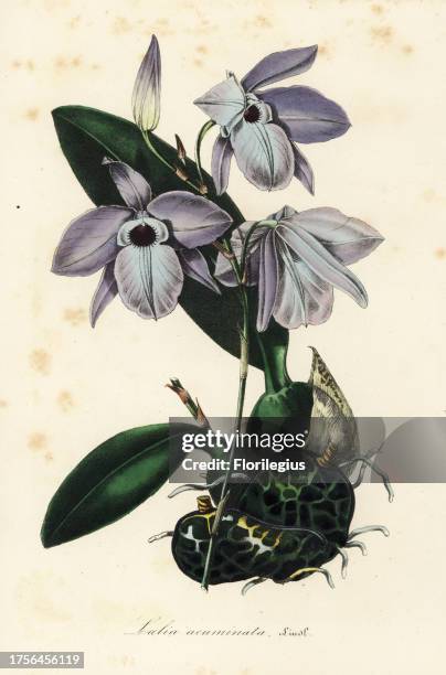 Laelia rubescens orchid . Handcoloured lithograph from Louis van Houtte and Charles Lemaire's Flowers of the Gardens and Hothouses of Europe, Flore...