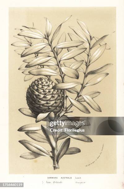 Kauri tree, Agathis australis , timber tree native to New Zealand. Lithograph from Louis van Houtte and Charles Lemaire's Flowers of the Gardens and...