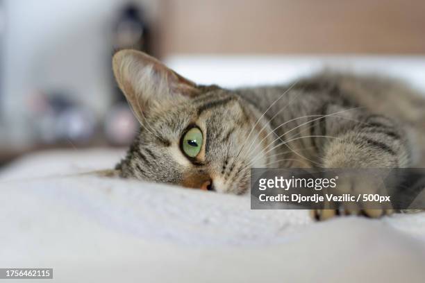 close-up portrait of a cat - gatto soriano foto e immagini stock