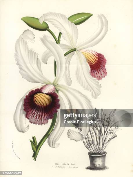Cattleya purpurata orchid . Handcoloured lithograph from Louis van Houtte and Charles Lemaire's Flowers of the Gardens and Hothouses of Europe, Flore...