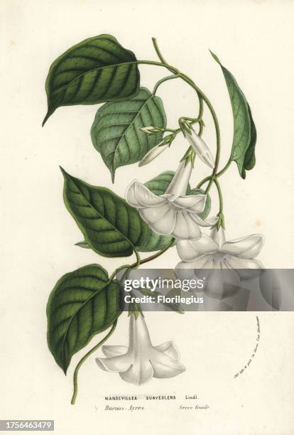 Chilean jasmine, Mandevilla laxa . Handcoloured lithograph from Louis van Houtte and Charles Lemaire's Flowers of the Gardens and Hothouses of...