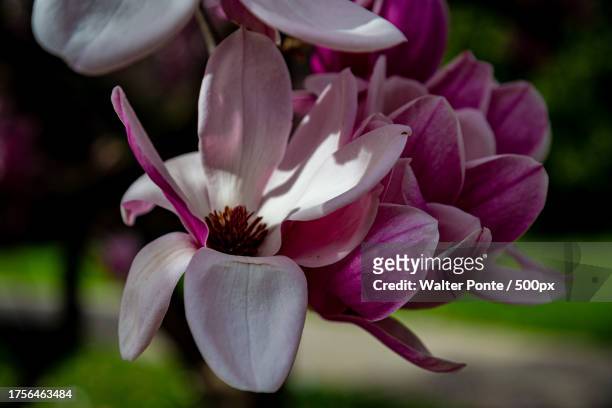 close-up of pink flowering plant - ponte hebden stock-fotos und bilder