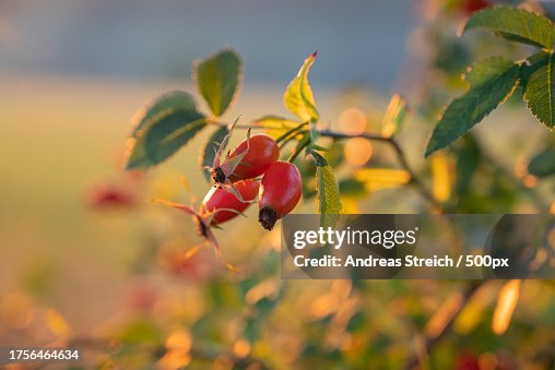 Close-up of berries growing on plant,Germany Close-up of berries growing on plant,Germany
