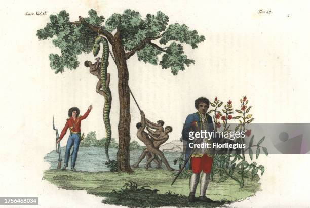 African slaves skinning a huge snake under a tree, and Graman Quacy or Quassi, the Surinam slave who discovered quassia. Handcoloured copperplate...