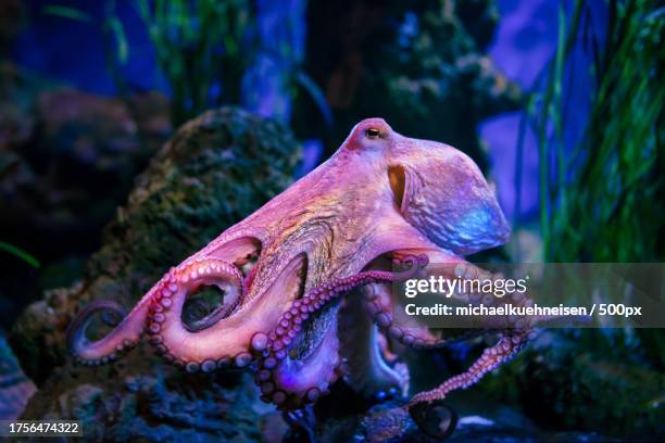 close-up of crab on rock - octopus aquarium stock pictures, royalty-free photos & images