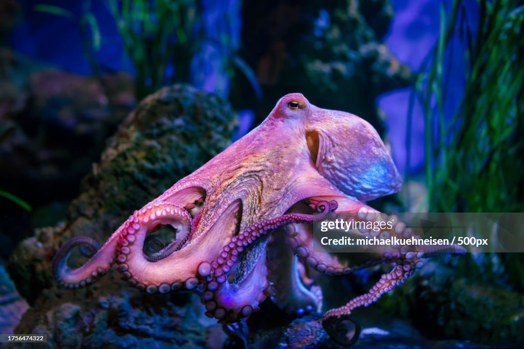 Close-up of crab on rock
