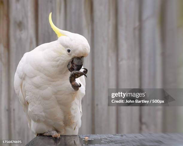 close-up of cockatoo perching on wood - cockatoo stock pictures, royalty-free photos & images