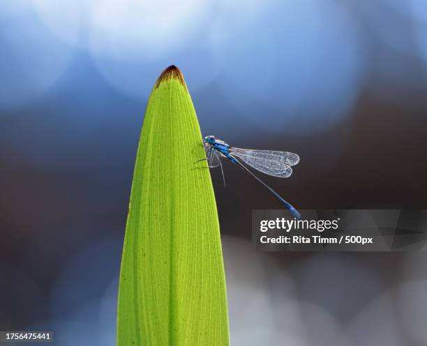 close-up of damselfly on leaf - rita wilden stock-fotos und bilder