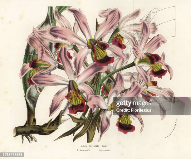 Laelia superbiens orchid. Guatemala. Handcoloured lithograph from Louis van Houtte and Charles Lemaire's Flowers of the Gardens and Hothouses of...