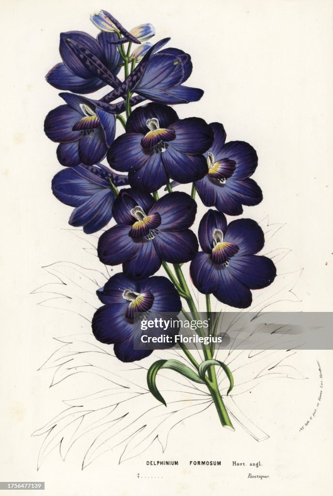 Larkspur hybrid, Delphinium formosum. Handcoloured lithograph from Louis van Houtte and Charles Lemaire's Flowers of the Gardens and Hothouses of Europe, Flore des Serres et des Jardins de l'Europe, Ghent, Belgium, 1857