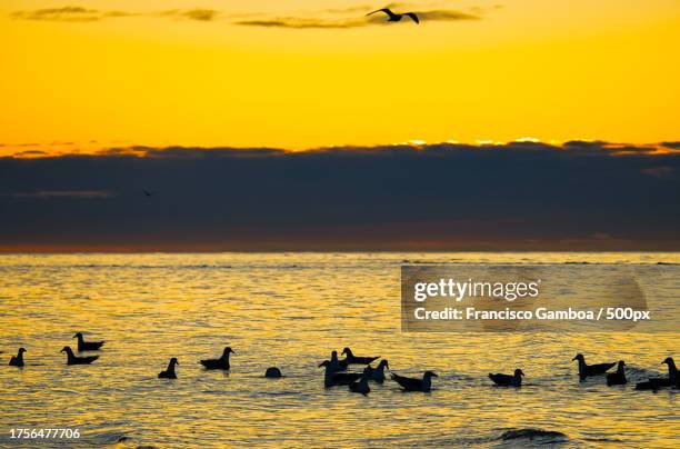 silhouette of birds flying over sea against sky during sunset - francisco gamboa stock pictures, royalty-free photos & images