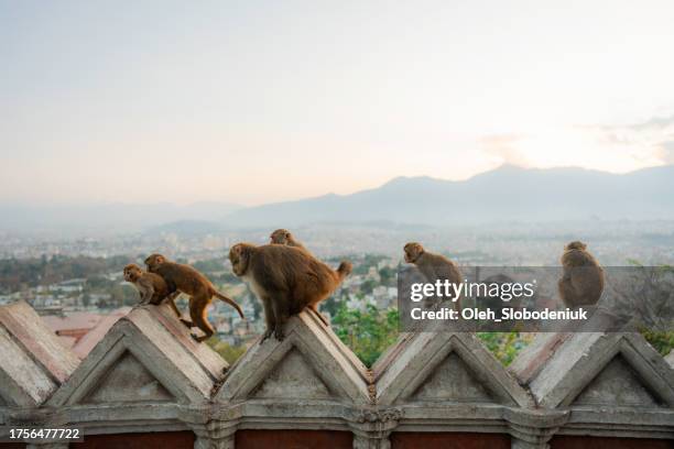 monkey in temple in kathmandu, nepal - nepal temple stock pictures, royalty-free photos & images