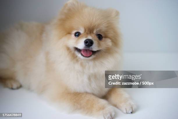 portrait of pomeranian sitting on white background - pomeranian stock pictures, royalty-free photos & images