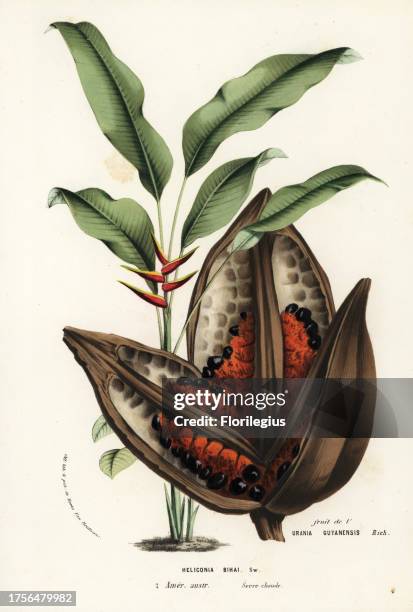 Red palulu or macawflower, Heliconia bihai, and fruit of the Phenakospermum guyannense palm tree. Handcoloured lithograph from Louis van Houtte and...