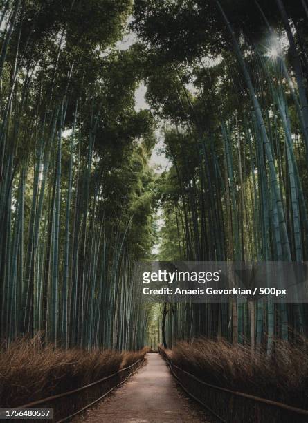 empty road along trees in forest - bambusnår bildbanksfoton och bilder
